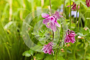 Pink Aquilegia flower on natural background, close up macro, home garden flowers.