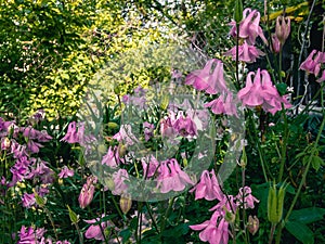 Pink Aquilegia flowers Latin: Aquilegia.