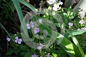 Pink Arabis caucasica in the garden in April. Berlin, Germany