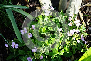 Pink Arabis caucasica in the garden in April. Berlin, Germany