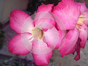 Pink araliya flower in sri lanka photo