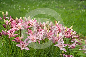 Pink asiatic lilies growing in the garden. Pale pink asian hybrid lily flowers Lilium Marlen on green grass background