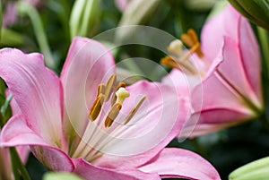 Pink asiatic lily