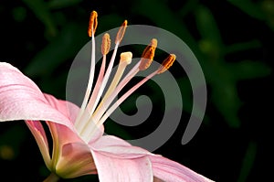 Pink Asiatic Lily Closeup