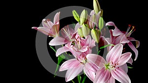 Pink Asiatic Lily Flower Timelapse