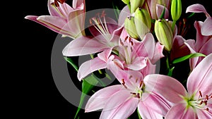 Pink Asiatic Lily Flower Timelapse