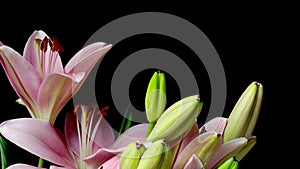 Pink Asiatic Lily Flower Timelapse