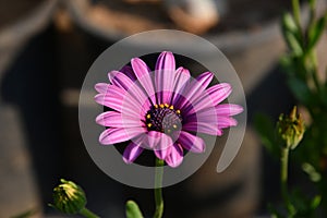 Pink Aster