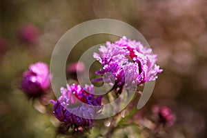 Pink Aster in bloom and fade background