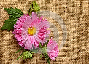 Pink aster on brown canvas