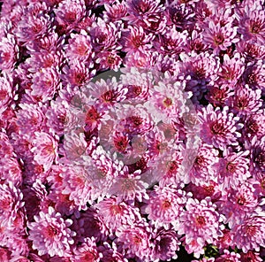 Pink aster callistephus flowers on a sunny day