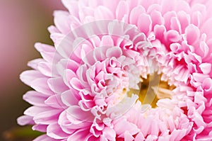 Pink aster flower