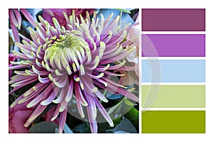 Pink Aster Flower in a Color palette Swatches. Combination of color scheme inspired by nature