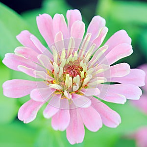 Pink Aster flower in flowerbed garden Sirikit national garden, B