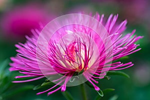 Pink aster flower on green