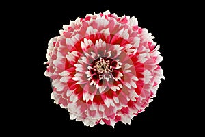 Pink aster flower head closeup