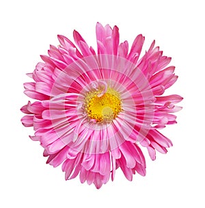 Pink aster flower isolated