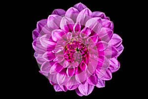 Pink aster flower macro