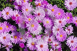 Pink aster flowers in the garden