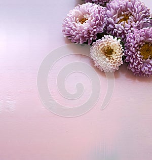 Pink aster flowers lie on pink wooden background. Place for text