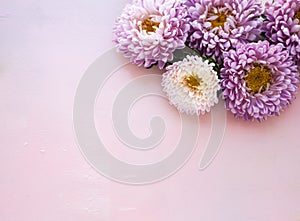 Pink aster flowers lie on pink wooden background. Place for text