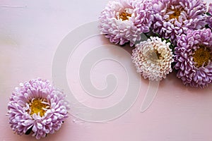 Pink aster flowers lie on pink wooden background. Place for text
