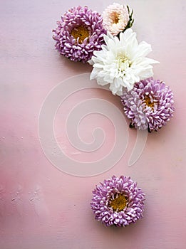 Pink aster flowers and white chrysanthemum flowers lie on a pink wooden background. Place for text