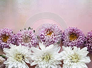 Pink aster flowers and white chrysanthemum flowers lie on a pink wooden background. Place for text