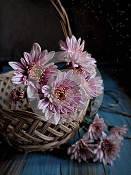 Pink aster at weaving rattan basket stilllife