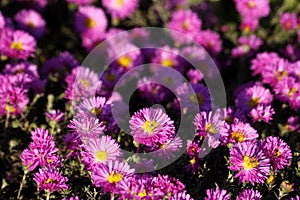 Pink Asters