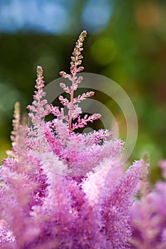 Pink astilbe