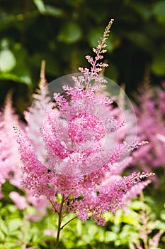 Pink Astilbe flower blooms in the garden