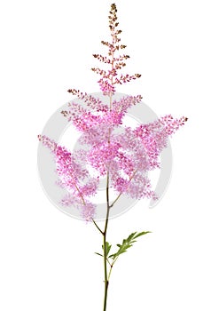 Pink Astilbe