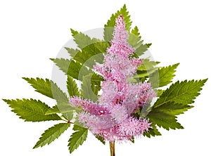 Pink Astilbe flower on white
