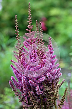 Pink Astilbe flowers in close up