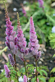 Pink Astilbe flowers in close up