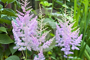 The pink Astilbe flowers closeup