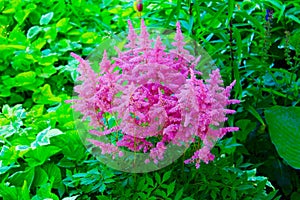 Pink Astilbe