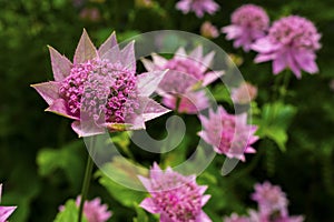 Pink Astrantia flowers.