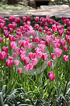 Pink and attractive tulips