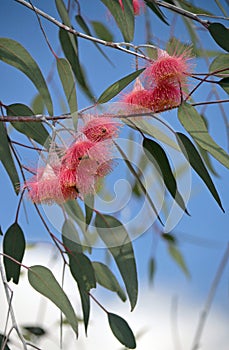 Pink Australian Eucalyptus caesia gum tree blossoms