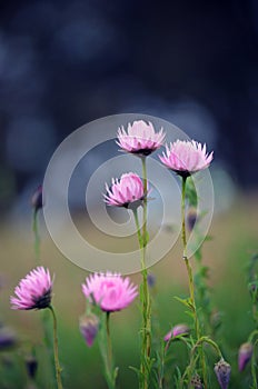 Pink Australian everlasting daisies in meadow