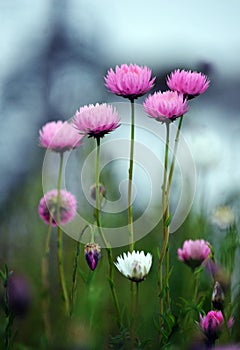 Pink Australian everlasting daisy meadow spring background