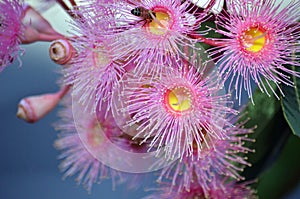 Pink Australian native Corymbia blossoms photo