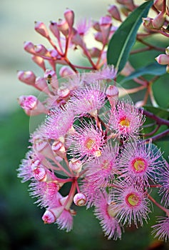 Pink Australian native Corymbia blossoms photo