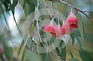 Pink Australian native Eucalyptus caesia Blossoms