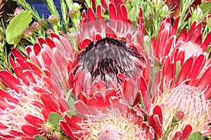 Pink Australian sugar bush protea flower, close up