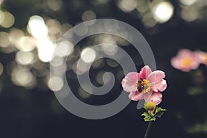 pink autumn anemone with bee collecting nectar in front of blurred background