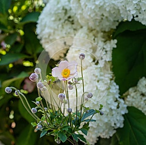 Pink autumn anemone in front of a white lush round hortensia on a natural blurred background photo