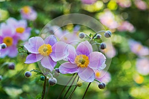 Pink autumn anemones in a garden